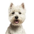 Close-up of a West Highland White Terrier, looking at the camera, 18 months old Royalty Free Stock Photo
