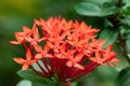 Close-up West Indian Jasmine Flowers or Ixora Isolated on Background