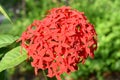 Close up of West Indian Jasmine flowers or Red spike flowers with green leaves background.