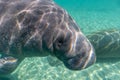 Close Up of a West Indian Manatee