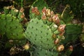 Close up of West Texas prickly pear cactus in bloom