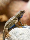 Close up of a Western Fence Lizard on rock, showing off his blue belly Royalty Free Stock Photo