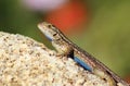 Close up of a Western Fence Lizard on a rock, showing off his blue belly