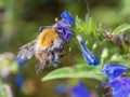 Close-up of western hone bee on blueweed, a common meadow flower