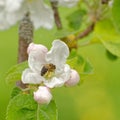 Honey bee in apple tree flower Royalty Free Stock Photo