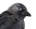 Close-up of a Western Jackdaw, Corvus monedula, or Eurasian Jackdaw