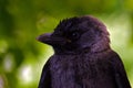 Close up of Western jackdaw, Corvus monedula juvenile