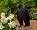 Close up of Western jackdaw, Corvus monedula juvenile