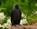 Close up of Western jackdaw, Corvus monedula juvenile Royalty Free Stock Photo