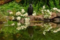 Close up of Western jackdaw, Corvus monedula juvenile Royalty Free Stock Photo