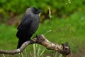 Close up of Western jackdaw, Corvus monedula juvenile Royalty Free Stock Photo