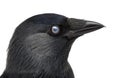 Close-up of a Western Jackdaw with the Nictitating membrane almost closed, Corvus monedula, or Eurasian Jackdaw