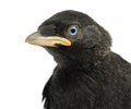 Close up of a Western Jackdaw, Western Jackdaw, Corvus monedula, 20 days old