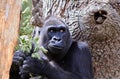 Close up of a western lowland gorilla with a large tree background