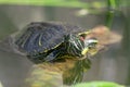 Close up western painted turtle in water enjoying sun. Royalty Free Stock Photo