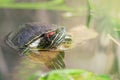 Close up western painted turtle in water enjoying sun. Royalty Free Stock Photo