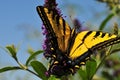 Western Tiger Swallowtail Papilio rutulus Butterfly on Butterfly Bush