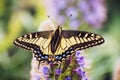 Close up of Western Tiger Swallowtail Papilio rutulus resting on a flower, San Francisco bay area, California