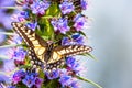 Close up of Western Tiger Swallowtail Papilio rutulus resting on a flower, San Francisco bay area, California