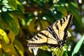 Close up of Western Tiger Swallowtail Papilio rutulus resting on a flower, San Francisco bay area, California