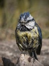 Close up of wet blue tit Royalty Free Stock Photo