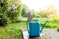 Close up of wet blue watering can with old woman working on vegetables garden outdoors Royalty Free Stock Photo