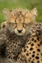 Close-up of wet cheetah cub closing eyes Royalty Free Stock Photo