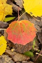Close-up of wet colorful fallen aspen leaves in the fall Royalty Free Stock Photo