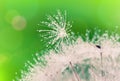 Close-up of wet dandelion Royalty Free Stock Photo