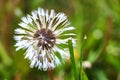 Close-up of a wet dandelion flower on green grass background after rain. color Royalty Free Stock Photo