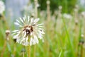 Close-up of a wet dandelion flower on green grass background after rain Royalty Free Stock Photo