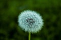 Close up wet dandelion over dark green background Royalty Free Stock Photo