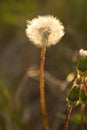 Close-up of wet dandelion seed with drops Royalty Free Stock Photo