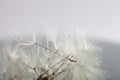 Close-up of wet dandelion seed with drops Royalty Free Stock Photo