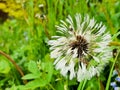 Close-up of wet dandelion seed with drops.close-up of a wet dandelion flower on green grass background after rain Royalty Free Stock Photo