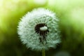 Close up wet dandelion over shiny background Royalty Free Stock Photo