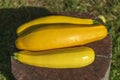 Close-up of wet fresh yellow zucchini in bright sunny summer day Royalty Free Stock Photo