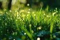 Close-Up of Wet Grass With Water Droplets Royalty Free Stock Photo