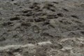 close-up: wet ground with many human traces animal traces Royalty Free Stock Photo