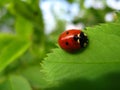 A close up of wet ladybird (Coccinella septempunctata) on a bright green leaf of dog rose Royalty Free Stock Photo