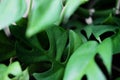 Close up of the wet leaves from a Rhaphidophora Tetrasperma or Monstera Minimal house plant