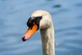 Close-up of wet mute swan head on blurred background