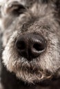 Close up of the wet nose of a dog Royalty Free Stock Photo