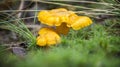 Close-up of wet orange chanterelles growing among the moss in the forest. Glade of edible mushrooms Royalty Free Stock Photo