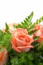 Wet orange roses with fern leaves on white background. Royalty Free Stock Photo