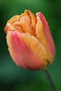 Orange tulip Royalty Free Stock Photo