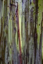 Close Up Wet Painted Eucalyptus Tree Bark Stripes and Textures Royalty Free Stock Photo