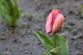 Close up of wet petals of pink tulip after the rain Royalty Free Stock Photo