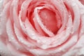 Wet pink rose flowers blossom , nature water drop on  background Royalty Free Stock Photo