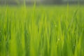 Close up the wet rice fields in green agricultural garden. Royalty Free Stock Photo